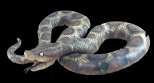 Large Python Snake